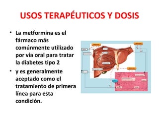 USOS TERAPÉUTICOS Y DOSIS
• La metformina es el
  fármaco más
  comúnmente utilizado
  por vía oral para tratar
  la diabetes tipo 2
• y es generalmente
  aceptado como el
  tratamiento de primera
  línea para esta
  condición.
 