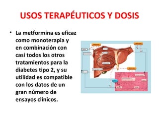 USOS TERAPÉUTICOS Y DOSIS
• La metformina es eficaz
  como monoterapia y
  en combinación con
  casi todos los otros
  tratamientos para la
  diabetes tipo 2, y su
  utilidad es compatible
  con los datos de un
  gran número de
  ensayos clínicos.
 