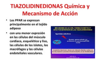 TIAZOLIDINEDIONAS Química y
       Mecanismo de Acción
• Los PPAR se expresan
  principalmente en el tejido
  adiposo
• con una menor expresión
  en las células del músculo
  cardíaco, esquelético y liso,
  las células de los islotes, los
  macrófagos y las células
  endoteliales vasculares.
 
