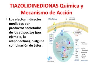 TIAZOLIDINEDIONAS Química y
      Mecanismo de Acción
• Los efectos indirectos
  mediados por
  productos secretados
  de los adipocitos (por
  ejemplo, la
  adiponectina), o alguna
  combinación de éstos.
 