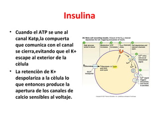 Insulina
• Cuando el ATP se une al
  canal Katp,la compuerta
  que comunica con el canal
  se cierra,evitando que el K+
  escape al exterior de la
  cèlula
• La retenciòn de K+
  despolariza a la cèlula lo
  que entonces produce la
  apertura de los canales de
  calcio sensibles al voltaje.
 