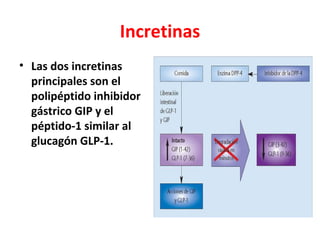 Incretinas
• Las dos incretinas
  principales son el
  polipéptido inhibidor
  gástrico GIP y el
  péptido-1 similar al
  glucagón GLP-1.
 