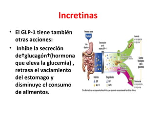 Incretinas
• El GLP-1 tiene también
  otras acciones:
• Inhibe la secreción
  de glucagón (hormona
  que eleva la glucemia) ,
  retrasa el vaciamiento
  del estomago y
  disminuye el consumo
  de alimentos.
 