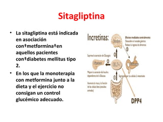 Sitagliptina
• La sitagliptina está indicada
  en asociación
  con metformina en
  aquellos pacientes
  con diabetes mellitus tipo
  2.
• En los que la monoterapia
  con metformina junto a la
  dieta y el ejercicio no
  consigan un control
  glucémico adecuado.
 