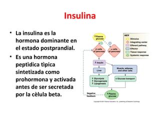 Insulina
• La insulina es la
  hormona dominante en
  el estado postprandial.
• Es una hormona
  peptìdica tìpica
  sintetizada como
  prohormona y activada
  antes de ser secretada
  por la cèlula beta.
 