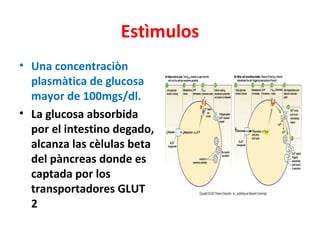 Estìmulos
• Una concentraciòn
  plasmàtica de glucosa
  mayor de 100mgs/dl.
• La glucosa absorbida
  por el intestino degado,
  alcanza las cèlulas beta
  del pàncreas donde es
  captada por los
  transportadores GLUT
  2
 