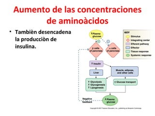 Aumento de las concentraciones
       de aminoàcidos
• Tambièn desencadena
  la producciòn de
  insulina.
 