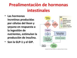 Prealimentaciòn de hormonas
           intestinales
• Las hormonas
  incretinas producidas
  por cèlulas del ìleon y
  yeyuno en respuesta a
  la ingestiòn de
  nutrientes, estimulan la
  producciòn de insulina.
• Son la GLP-1 y el GIP.
 