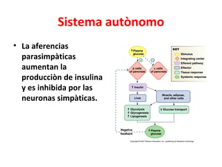 Sistema autònomo
• La aferencias
  parasimpàticas
  aumentan la
  producciòn de insulina
  y es inhibida por las
  neuronas simpàticas.
 