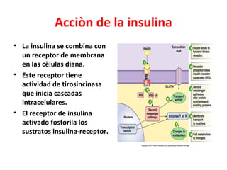 Acciòn de la insulina
• La insulina se combina con
  un receptor de membrana
  en las cèlulas diana.
• Este receptor tiene
  actividad de tirosincinasa
  que inicia cascadas
  intracelulares.
• El receptor de insulina
  activado fosforila los
  sustratos insulina-receptor.
 