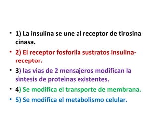 • 1) La insulina se une al receptor de tirosina
  cinasa.
• 2) El receptor fosforila sustratos insulina-
  receptor.
• 3) las vìas de 2 mensajeros modifican la
  sìntesis de proteìnas existentes.
• 4) Se modifica el transporte de membrana.
• 5) Se modifica el metabolismo celular.
 