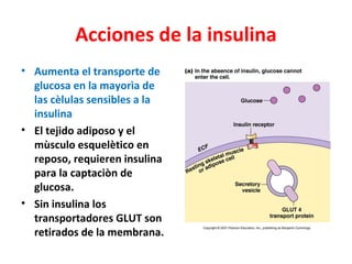 Acciones de la insulina
• Aumenta el transporte de
  glucosa en la mayorìa de
  las cèlulas sensibles a la
  insulina
• El tejido adiposo y el
  mùsculo esquelètico en
  reposo, requieren insulina
  para la captaciòn de
  glucosa.
• Sin insulina los
  transportadores GLUT son
  retirados de la membrana.
 