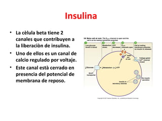 Insulina
• La cèlula beta tiene 2
  canales que contribuyen a
  la liberaciòn de insulina.
• Uno de ellos es un canal de
  calcio regulado por voltaje.
• Este canal està cerrado en
  presencia del potencial de
  membrana de reposo.
 