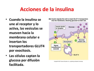 Acciones de la insulina
• Cuando la insulina se
  une al receptor y lo
  activa, las vesìculas se
  mueven hacia la
  membrana celular e
  insertan los
  transportadores GLUT4
  por exocitosis.
• Las cèlulas captan la
  glucosa por difusiòn
  facilitada.
 