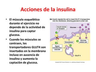 Acciones de la insulina
• El mùsculo esquelètico
  durante el ejercicio no
  depende de la actividad de
  insulina para captar
  glucosa.
• Cuando los mùsculos se
  contraen, los
  transportadores GLUT4 son
  insertados en la membrana
  incluso en ausencia de
  insulina y aumenta la
  captaciòn de glucosa.
 