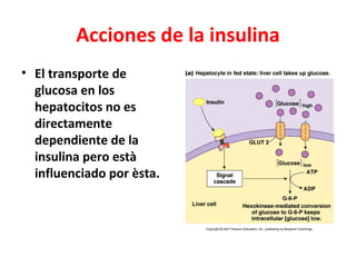 Acciones de la insulina
• El transporte de
  glucosa en los
  hepatocitos no es
  directamente
  dependiente de la
  insulina pero està
  influenciado por èsta.
 
