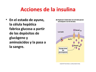 Acciones de la insulina
• En el estado de ayuno,
  la cèlula hepàtica
  fabrica glucosa a partir
  de los depòsitos de
  glucògeno y
  aminoàcidos y la pasa a
  la sangre.
 