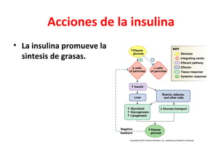 Acciones de la insulina
• La insulina promueve la
  sìntesis de grasas.
 