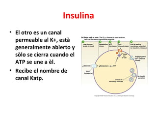 Insulina
• El otro es un canal
  permeable al K+, està
  generalmente abierto y
  sòlo se cierra cuando el
  ATP se une a èl.
• Recibe el nombre de
  canal Katp.
 