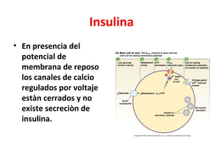Insulina
• En presencia del
  potencial de
  membrana de reposo
  los canales de calcio
  regulados por voltaje
  estàn cerrados y no
  existe secreciòn de
  insulina.
 