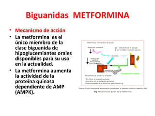 Biguanidas METFORMINA
• Mecanismo de acción
• La metformina es el
  único miembro de la
  clase biguanida de
  hipoglucemiantes orales
  disponibles para su uso
  en la actualidad.
• La metformina aumenta
  la actividad de la
  proteína quinasa
  dependiente de AMP
  (AMPK).
 