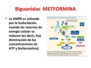 Biguanidas METFORMINA
• La AMPK es activada
  por la fosforilación
  cuando las reservas de
  energía celular se
  reducen (es decir, hay
  disminución de las
  concentraciones de
  ATP y fosfocreatina).
 