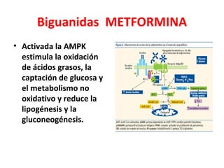 Biguanidas METFORMINA
• Activada la AMPK
  estimula la oxidación
  de ácidos grasos, la
  captación de glucosa y
  el metabolismo no
  oxidativo y reduce la
  lipogénesis y la
  gluconeogénesis.
 