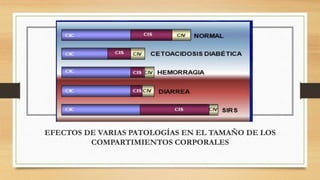 EFECTOS DE VARIAS PATOLOGÍAS EN EL TAMAÑO DE LOS
COMPARTIMIENTOS CORPORALES
 