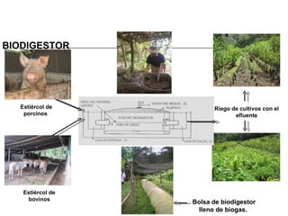 BIODIGESTOR  Riego de cultivos con el efluente Bolsa de biodigestor lleno de biogas.  Estiércol de porcinos  Estiércol de bovinos 