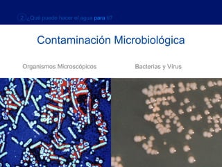 2 ¿Qué puede hacer el agua para ti?



      Contaminación Microbiológica

Organismos Microscópicos              Bacterias y Vírus
 