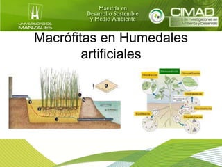 Macrófitas en Humedales
artificiales
 