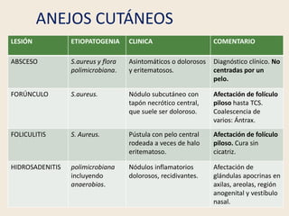 ANEJOS CUTÁNEOS
LESIÓN ETIOPATOGENIA CLINICA COMENTARIO
ABSCESO S.aureus y flora
polimicrobiana.
Asintomáticos o dolorosos...