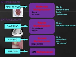 INTRACELULAR 
MACRÓFAGO 
EXTRACELULAR 
CAVERNAS 
CASEUM 
Moderada 
Multiplicación 
(lenta) 
Ph ácido 
Rápida 
Multiplicación 
Ph alcalino o 
neutro 
Escasa 
Multiplicación 
(esporádica) 
FIBROSIS SIN Multiplicación 
Bk de 
metabolismo 
lento: 
“persistentes” 
Bk de 
metabolismo activo 
Bk de 
metabolismo 
lento: 
“durmientes” 
 