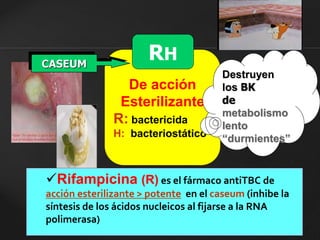RH 
De acción 
Esterilizante 
R: bactericida 
H: bacteriostático 
Destruyen 
los BK 
de 
metabolismo 
lento 
“durmientes” 
CASEUM 
Rifampicina (R) es el fármaco antiTBC de 
acción esterilizante > potente en el caseum (inhibe la 
síntesis de los ácidos nucleicos al fijarse a la RNA 
polimerasa) 
 
