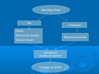 Macrófago Eficaz




          TNF
                                                Linfoquinas

•Fiebre
•Disminución de peso
                                             Reacciones inmunes
•Necrosis tisular




                           Granulomas
                       (bacilos en caseum)



                       Complejo de GHON
 