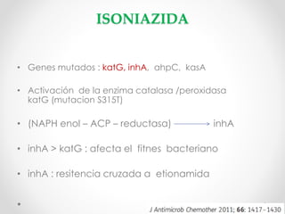 ISONIAZIDA
• Genes mutados : katG, inhA, ahpC, kasA
• Activación de la enzima catalasa /peroxidasa
katG (mutacion S315T)

• (NAPH enol – ACP – reductasa)

inhA

• inhA > katG : afecta el fitnes bacteriano
• inhA : resitencia cruzada a etionamida

 