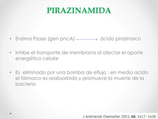 PIRAZINAMIDA

• Enzima Pzase (gen pncA)

ácido pirazinoico

• inhibe el transporte de membrana al afectar el aporte
energético celular
• Es eliminado por una bomba de eflujo : en medio acido
el fármaco es reabsorbido y promueve la muerte de la
bacteria

 