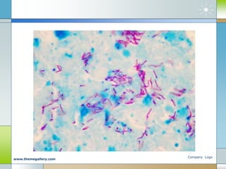 Company Logo
www.themegallery.com
 