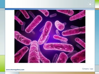 Company Logo
www.themegallery.com
 