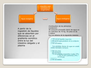 Liquidos que
contiene el
organismo
Agua endógenaAgua exógena
A partir de la
ingestión de líquidos
que se absorben por
diferencias en el
gradiente osmótico
entre la luz del
intestino delgado y el
plasma
•Combustion de los alimentos
(oxidacion)
•El consumo promedio diario de agua en
Un individuo de 70 Kg. De peso es de
2.500ml
Que se obtiene de la siguiente manera:
