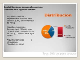 liquido
intracelular
liquido
extracelular
40% 20%
15%
5%
Total: 60% del peso corporal
La distribución de agua en el organismo
Se divide de la siguiente manera:
•Liquido intracelular :
Representa el 40% del peso
corporal. (28L, en un individuo
de 70 Kg.
•Liquido extracelular:
Representa el 20% del peso
corporal. (14L, en un individuo
de 70 Kg.) Dividido de la Sgte.
Forma:
*liquido plasmático o
intravascular
*liquido intersticial