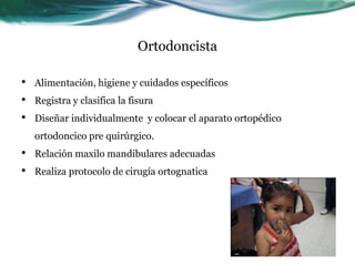 Ortodoncista

•   Alimentación, higiene y cuidados específicos
•   Registra y clasifica la fisura
•   Diseñar individualmente y colocar el aparato ortopédico
    ortodoncico pre quirúrgico.
•   Relación maxilo mandibulares adecuadas
•   Realiza protocolo de cirugía ortognatica
 