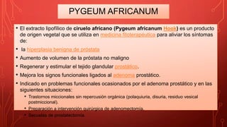PYGEUM AFRICANUM
• El extracto lipofílico de ciruelo africano (Pygeum africanum Hook) es un producto
de origen vegetal que se utiliza en medicina fitoterapéutica para aliviar los síntomas
de:
• la hiperplasia benigna de próstata
• Aumento de volumen de la próstata no maligno
• Regenerar y estimular el tejido glandular prostático.
• Mejora los signos funcionales ligados al adenoma prostático.
• Indicado en problemas funcionales ocasionados por el adenoma prostático y en las
siguientes situaciones:
• Trastornos miccionales sin repercusión orgánica (polaquiuria, disuria, residuo vesical
postmiccional).
• Preparación a intervención quirúrgica de adenomectomía.
• Secuelas de prostatectomía.
 