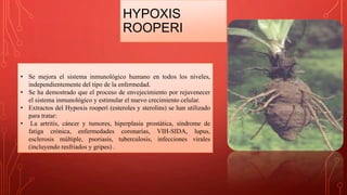 HYPOXIS
ROOPERI
• Se mejora el sistema inmunológico humano en todos los niveles,
independientemente del tipo de la enfermedad.
• Se ha demostrado que el proceso de envejecimiento por rejuvenecer
el sistema inmunológico y estimular el nuevo crecimiento celular.
• Extractos del Hypoxis rooperi (esteroles y sterolins) se han utilizado
para tratar:
• La artritis, cáncer y tumores, hiperplasia prostática, síndrome de
fatiga crónica, enfermedades coronarias, VIH-SIDA, lupus,
esclerosis múltiple, psoriasis, tuberculosis, infecciones virales
(incluyendo resfriados y gripes) .
 