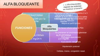 ALFA BLOQUEANTE
TERAZOSINA
5-10 mg/24h por la
noche
DOZAXOSINA
4-8 mg/24h por la
noche
TAMSULOSINA
0,4 mg/24 h
ALFUZOSINA
2,5 mg/8h
Alfa
BloqueantesFUNCIONES
Rápido inicio de acción-48h
Actúan sobre el componente dinámico
de la obstrucción en la salida vesical.
Aumentan el flujo urinario máximo 2 a 3
mL/s
Relajan la musculatura lisa de la salida
vesical sin afectar la contractilidad del
detrusor.
Mejora el perfil lipídico
No tienen efecto sobre la PSA
No previenen el crecimiento glandular
Disfunción eyaculatoria
Eyaculación retrograda
Hipotensión postural
Cefalea, mareo, congestión nasal.
 