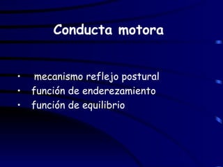 Conducta motora  mecanismo reflejo postural función de enderezamiento función de equilibrio 
