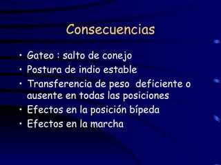Consecuencias Gateo : salto de conejo Postura de indio estable Transferencia de peso  deficiente o ausente en todas las posiciones Efectos en la posición bípeda  Efectos en la marcha 