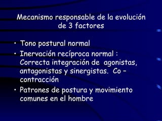 Mecanismo responsable de la evolución de 3 factores Tono postural normal Inervación recíproca normal :  Correcta integración de  agonistas, antagonistas y sinergistas.  Co – contracción Patrones de postura y movimiento comunes en el hombre 