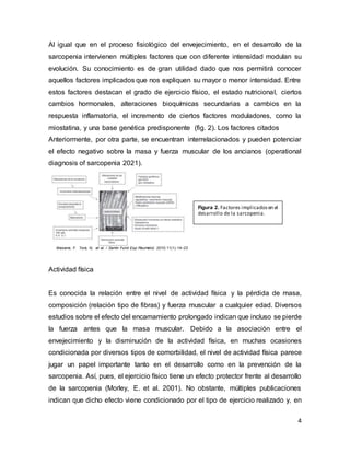 4
Al igual que en el proceso fisiológico del envejecimiento, en el desarrollo de la
sarcopenia intervienen múltiples factores que con diferente intensidad modulan su
evolución. Su conocimiento es de gran utilidad dado que nos permitirá conocer
aquellos factores implicados que nos expliquen su mayor o menor intensidad. Entre
estos factores destacan el grado de ejercicio físico, el estado nutricional, ciertos
cambios hormonales, alteraciones bioquímicas secundarias a cambios en la
respuesta inflamatoria, el incremento de ciertos factores moduladores, como la
miostatina, y una base genética predisponente (fig. 2). Los factores citados
Anteriormente, por otra parte, se encuentran interrelacionados y pueden potenciar
el efecto negativo sobre la masa y fuerza muscular de los ancianos (operational
diagnosis of sarcopenia 2021).
Masane, F. Tora, N, et al. / Semin Fund Esp Reumatol. 2010;11(1):14–23
Actividad física
Es conocida la relación entre el nivel de actividad física y la pérdida de masa,
composición (relación tipo de fibras) y fuerza muscular a cualquier edad. Diversos
estudios sobre el efecto del encamamiento prolongado indican que incluso se pierde
la fuerza antes que la masa muscular. Debido a la asociación entre el
envejecimiento y la disminución de la actividad física, en muchas ocasiones
condicionada por diversos tipos de comorbilidad, el nivel de actividad física parece
jugar un papel importante tanto en el desarrollo como en la prevención de la
sarcopenia. Así, pues, el ejercicio físico tiene un efecto protector frente al desarrollo
de la sarcopenia (Morley, E. et al. 2001). No obstante, múltiples publicaciones
indican que dicho efecto viene condicionado por el tipo de ejercicio realizado y, en
Figura 2. Factores implicadosen el
desarrollo de la sarcopenia.
 