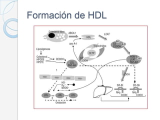 Metabolismo de las lipoproteínas
                  :LDL
                Los TG de los quilomicrones y de las VLDL son degr...